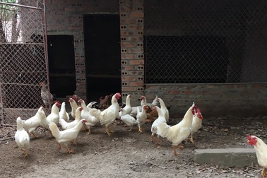 Gà 9 cựa đột biến gen trắng muốt “hiếm có bậc nhất” giá 5 triệu/ con