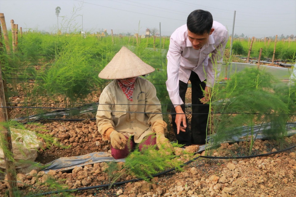 Chủ xưởng cơ khí thu 200 triệu/năm bỏ nghề về trồng măng tây làm giàu - 4 Chủ xưởng cơ khí thu 200 triệu/năm bỏ nghề về trồng măng tây làm giàu - 4