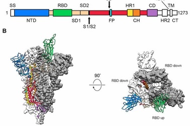 Virus corona mới dùng “dằm protein” để xâm nhập tế bào con người