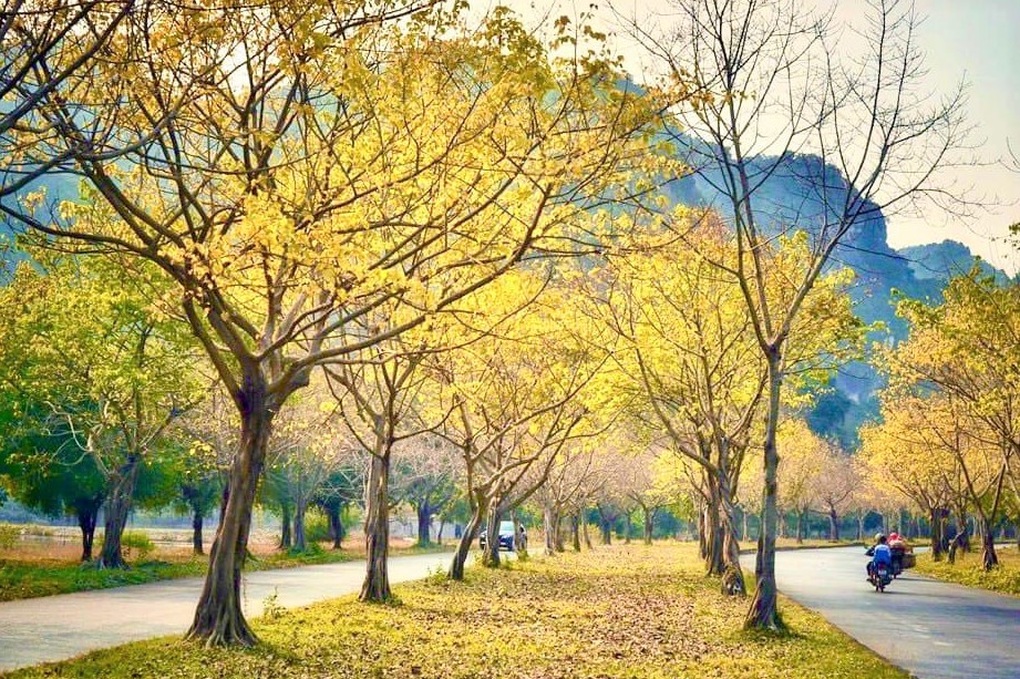 Hàng cây bồ đề dài 10km độc đáo ở Ninh Bình Hàng cây bồ đề dài 10km độc đáo ở Ninh Bình