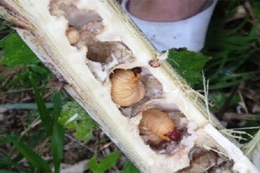 Đến Thanh Hóa, chỉ khách quý mới được thưởng thức… sâu