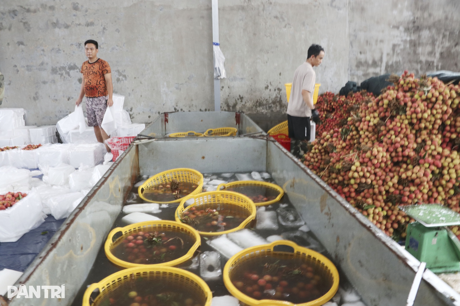 Vải sớm chín rộ, nông dân Hải Dương tất bật thu hoạch - 7 Vải sớm chín rộ, nông dân Hải Dương tất bật thu hoạch - 7