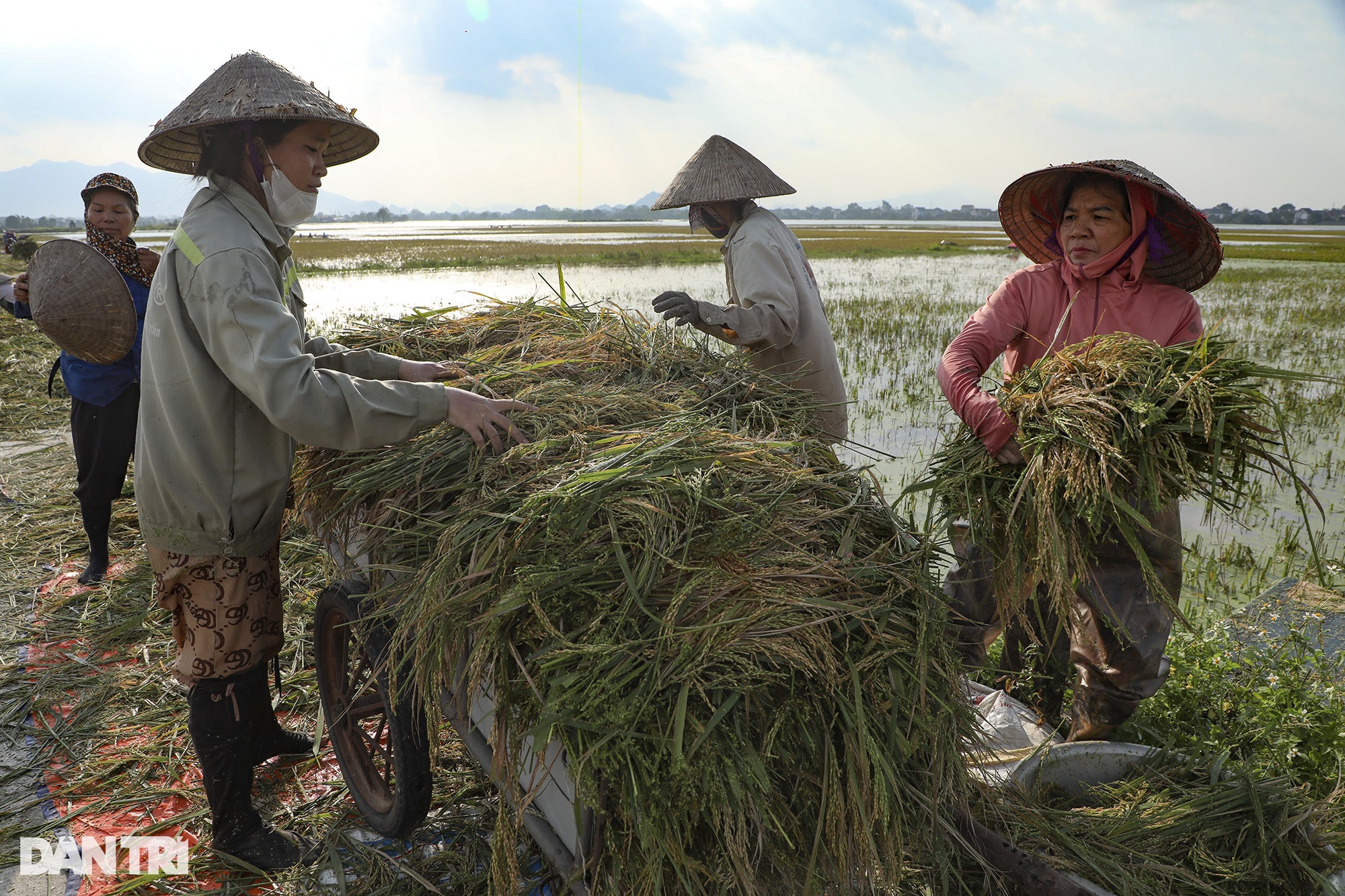 View - Đồng lúa chín ở huyện ngoại thành Hà Nội chìm nghỉm, nguy cơ mất trắng | Báo Dân trí