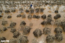 Người trồng cây cảnh ở Hà Nội được hỗ trợ như thế nào sau bão Yagi?