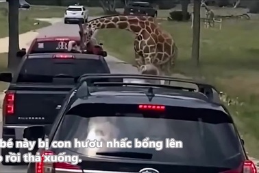 Hy hữu tình huống bé gái 2 tuổi bị hươu cao cổ nhấc bổng lên cao