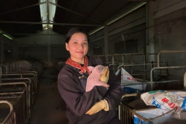 Cô gái bỏ việc ổn định ở TPHCM, về quê… đỡ đẻ cho heo