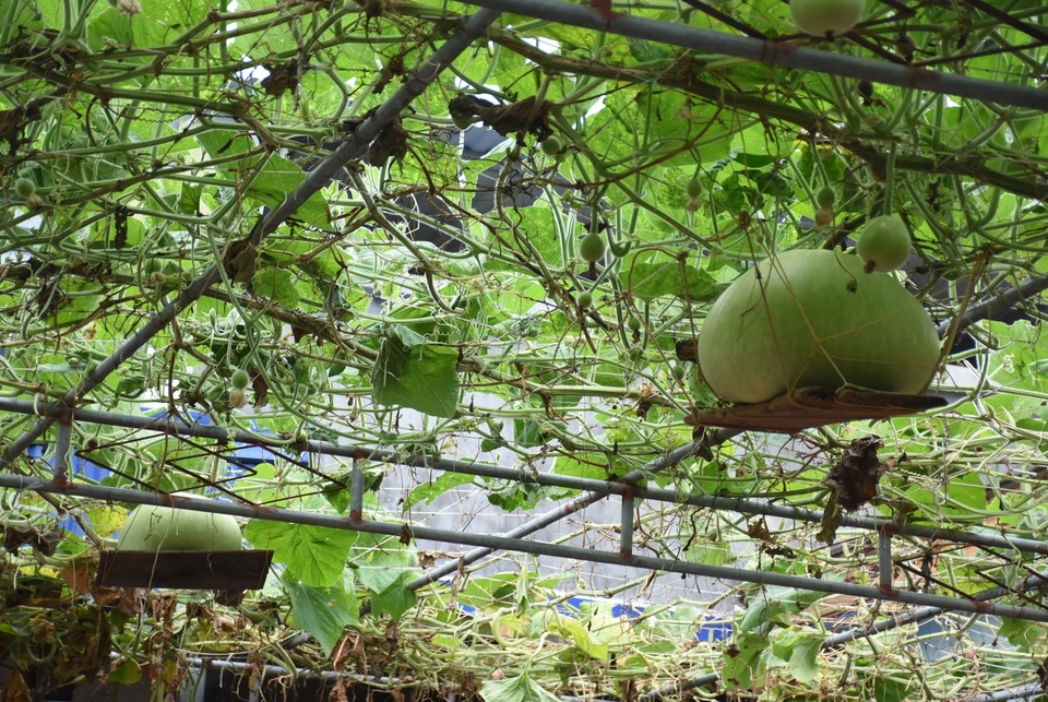 Giàn bầu cho trái khổng lồ nặng 15kg/ quả độc lạ ở Hải Phòng - 5