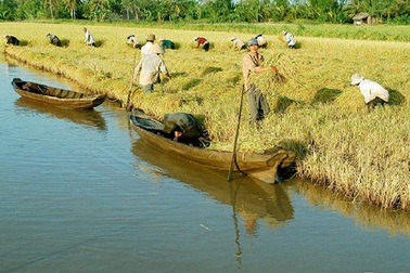 Nợ như "chúa Chổm", Nông trường Sông Hậu xin khoanh nợ và xoá lãi