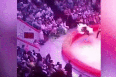 Đang mải mê xem xiếc, khán giả bị đà điểu tấn công