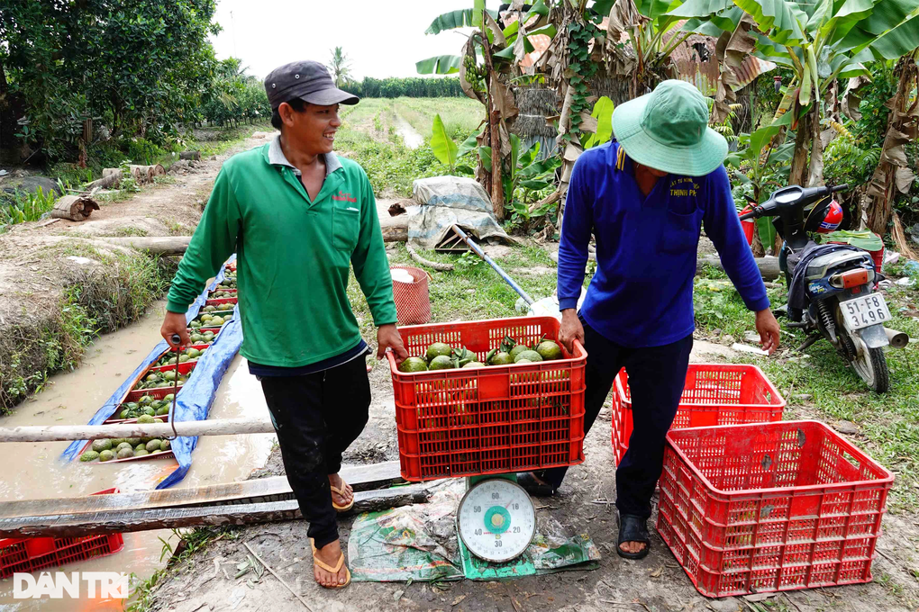Cam sành tăng giá 10.000 đồng/kg, nông dân miền Tây nín thở chờ - 2 Cam sành tăng giá 10.000 đồng/kg, nông dân miền Tây nín thở chờ - 2