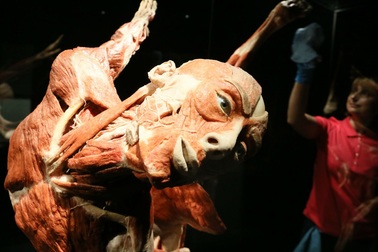 Những cuộc triển lãm cơ thể người luôn gây tranh cãi từ trước đến nay