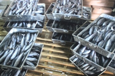 Phenol trong cá nục gây độc như thế nào?