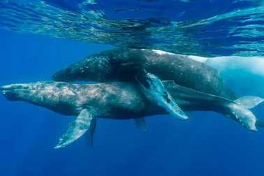 Phát hiện ngoài tưởng tượng về đời sống tình dục của cá voi lưng gù