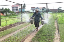 Khám phá những làng quê xứ Quảng yên bình, thơ mộng khi hè về