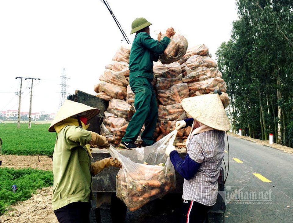 Cánh đồng 100 tỷ đồng rực một màu đỏ hiếm có Việt Nam - 11 Cánh đồng 100 tỷ đồng rực một màu đỏ hiếm có Việt Nam - 11
