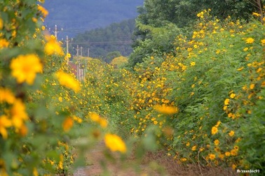 Ghé thăm "Vương quốc hoa dã quỳ" nhuộm vàng trên cao nguyên