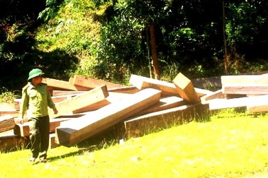 Gỗ lậu “ẩn” gần trạm bảo vệ rừng: Có sự tiếp tay của kiểm lâm?