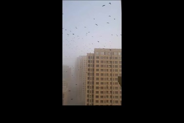 Khung cảnh kỳ lạ khi hàng ngàn con chim bay rợp trời tại Trung Quốc