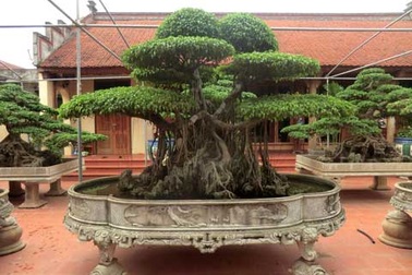 Chơi cây cửu phẩm 4 tỷ: Ngả mũ trước đại gia Thanh Hóa