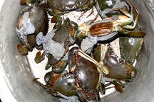 Thương lái Trung Quốc ngừng mua, đặc sản cua Cà Mau rớt gần nửa giá