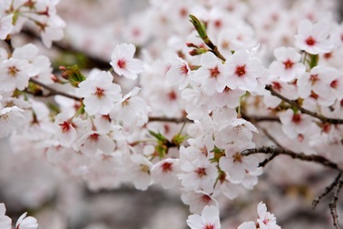 Rực rỡ lễ hội hoa anh đào tại Hàn Quốc