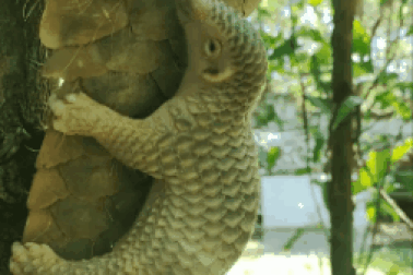 Tê tê sinh con sau khi được cứu hộ