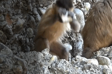 Bất ngờ với "công cụ" của khỉ rất giống với các đồ tạo tác của người cổ đại