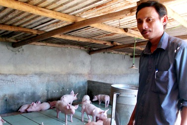 Lát gạch men cho lợn nằm, thu 200 triệu/năm