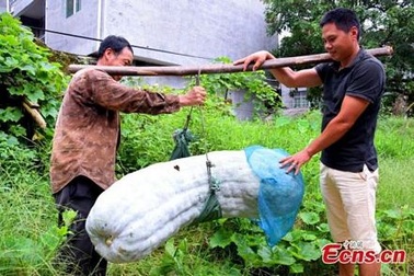 Quả bí xanh nặng gần 90 kg