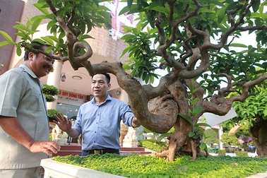 Siêu phẩm ổi có u cục kỳ quái, trả tiền tỷ vẫn không bán