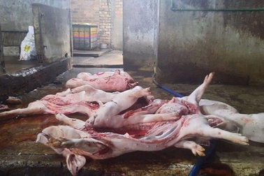 Một cơ sở mua gần 20 con heo chết để bán lại cho người tiêu dùng