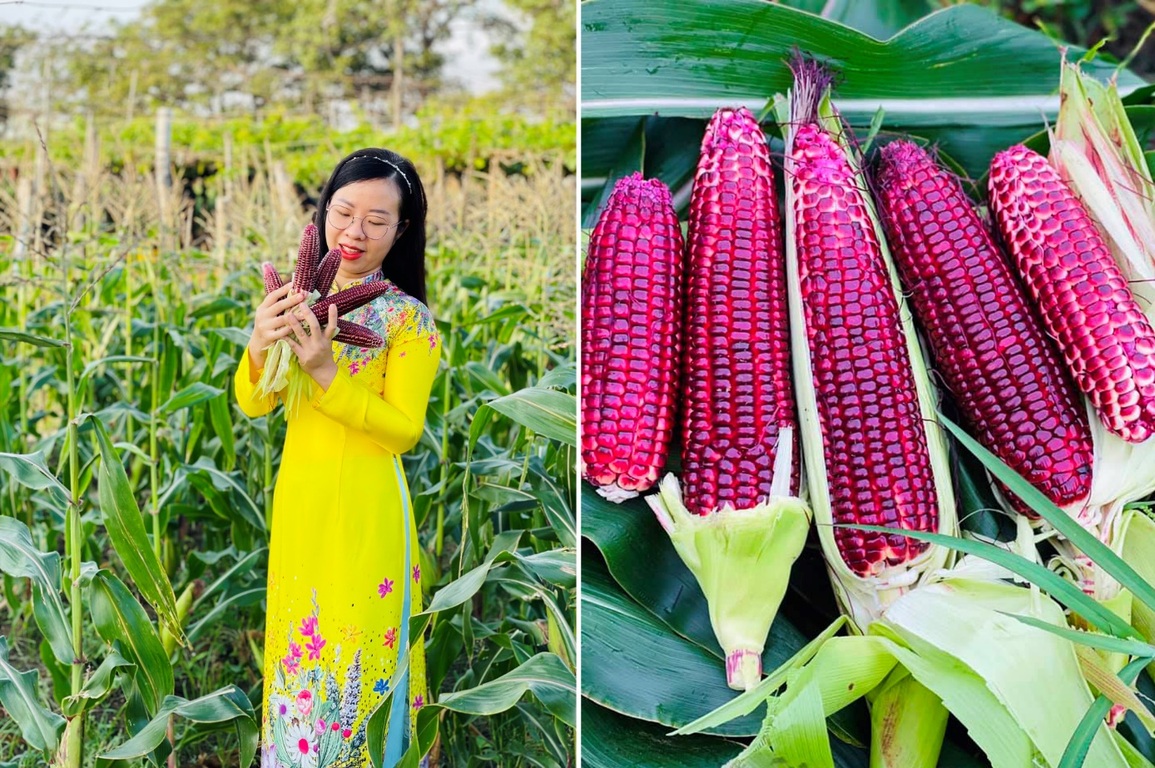 9X Ninh Thuận khởi nghiệp với giống ngô lạ, cho năng suất cao - 4 9X Ninh Thuận khởi nghiệp với giống ngô lạ, cho năng suất cao - 4