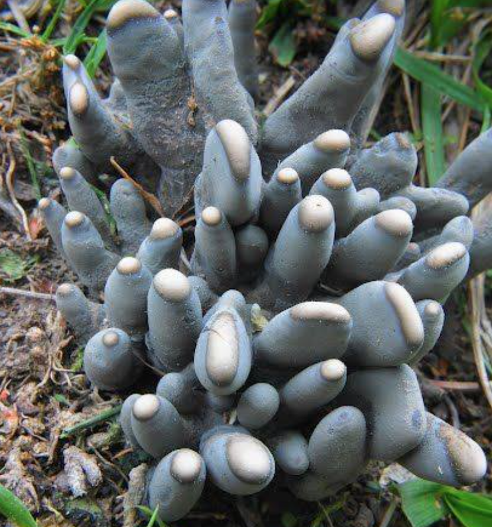 Nấm “bàn tay zombie” khiến nhiều người thoạt nhìn đã khiếp - 5 Nấm “bàn tay zombie” khiến nhiều người thoạt nhìn đã khiếp - 5