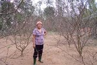 Bích đào làng đồi Mỹ Lộc