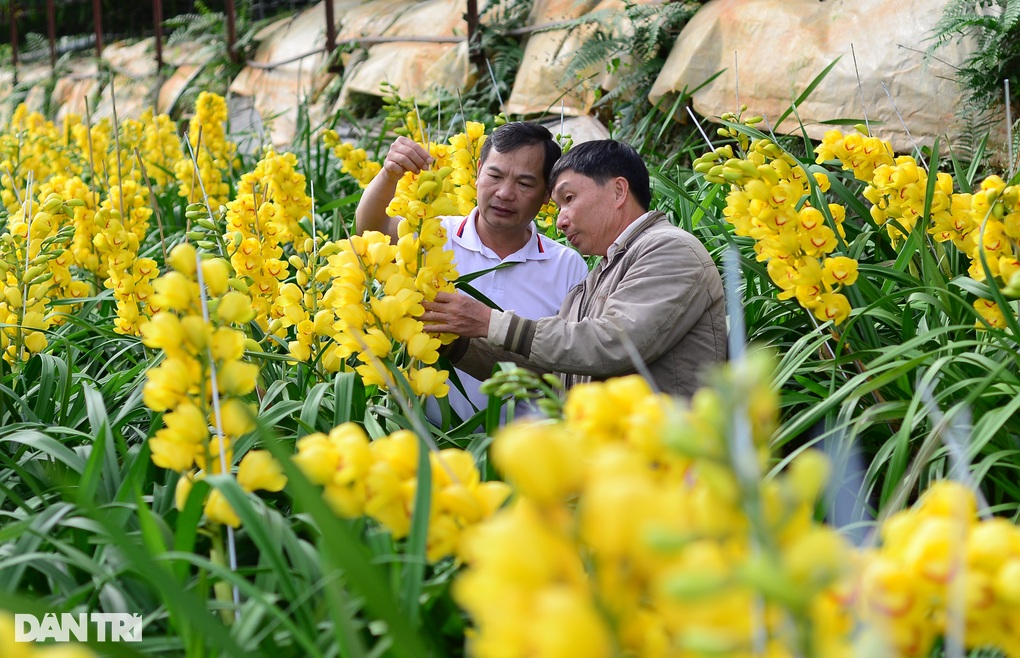 Làng sản xuất loại hoa có giá 500.000 đồng/cành thắng lợi vụ Tết - 1