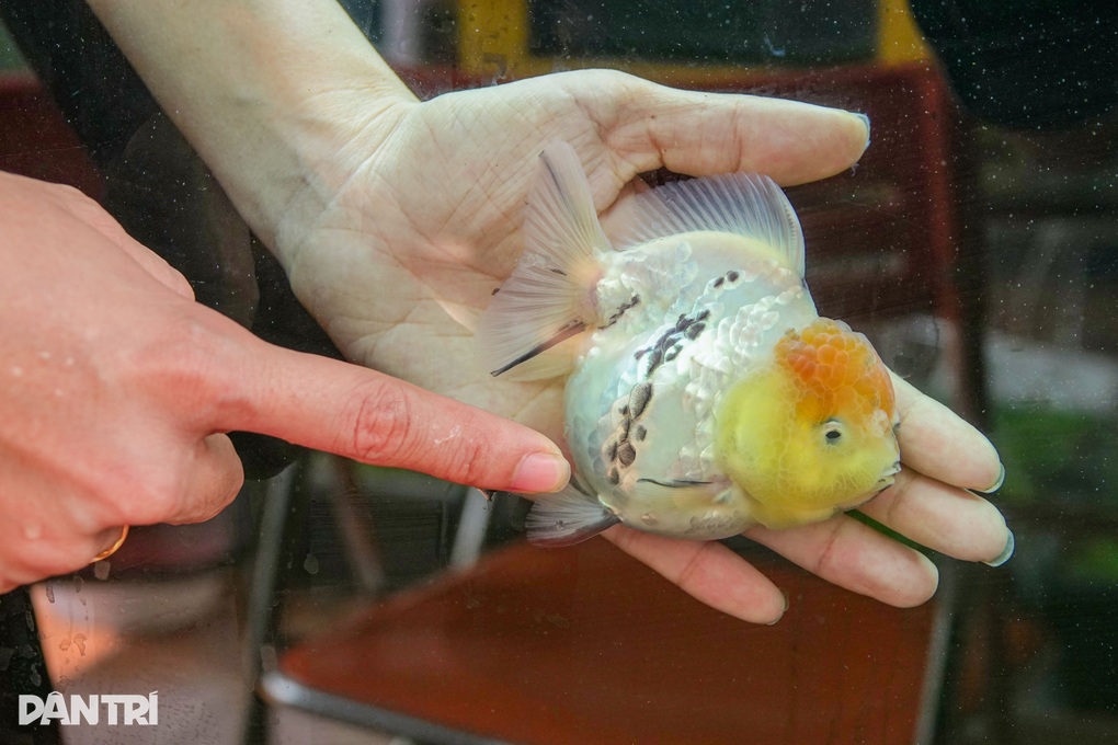 Vợ chồng trẻ thu nhập gấp 3 dân văn phòng từ khoảng sân thượng bé tí - 3 Vợ chồng trẻ thu nhập gấp 3 dân văn phòng từ khoảng sân thượng bé tí - 3