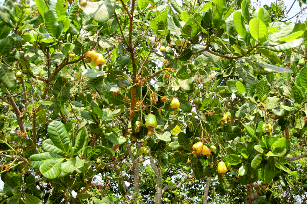 Vietnams cashewindustri står overfor utfordringer fra afrikansk «motvind» - 1 Ngành điều Việt Nam trước thách thức từ những “cơn gió ngược” châu Phi - 1