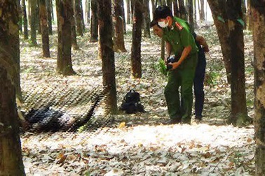Người đàn ông chết cháy trong rừng cao su