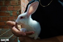 Nuôi "thú cưng của chị Hằng", vừa khỏe lại còn đẻ ra tiền triệu