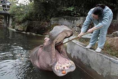 Đánh răng cho hà mã