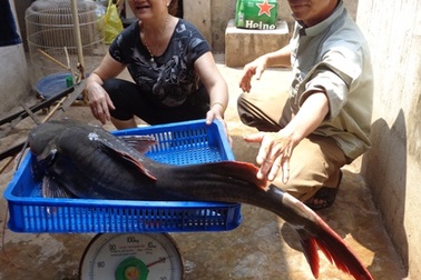 Câu được cá lăng "khủng" nặng 20kg, bán 8 triệu đồng