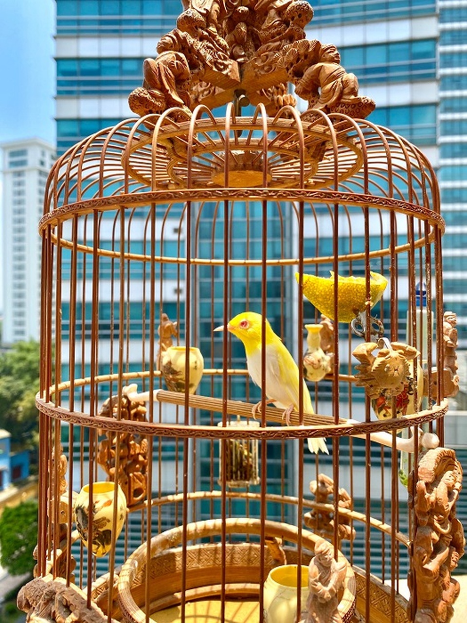 Siêu phẩm chim cảnh “cực độc” của đại gia Hà Nội, trả nửa tỷ đồng một con cũng không bán - 6 Siêu phẩm chim cảnh “cực độc” của đại gia Hà Nội, trả nửa tỷ đồng một con cũng không bán - 6