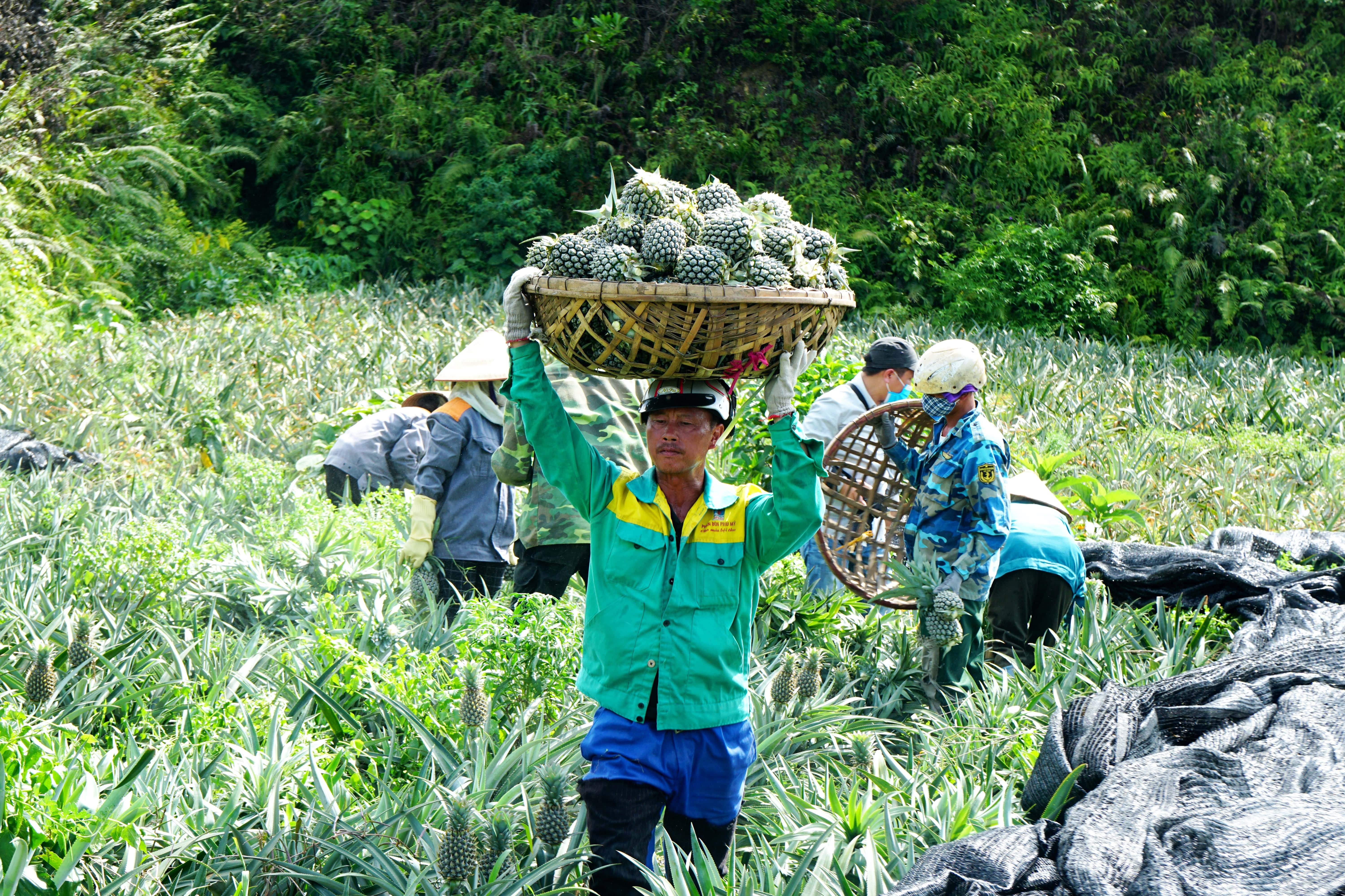 Nông dân "đội nắng" 40 độ C thu hoạch dứa