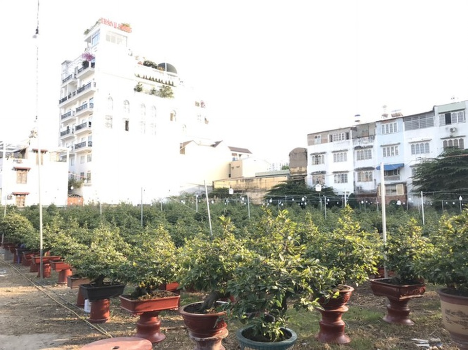 Mai vàng, hoa Tết nhộn nhịp xuống phố - 9 Mai vàng, hoa Tết nhộn nhịp xuống phố - 9