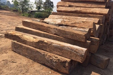 Nghi vấn một thanh niên bị gỗ đè chết trong rừng