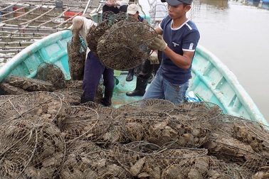 Nghề "độc", kiếm hàng chục triệu đồng mỗi tháng