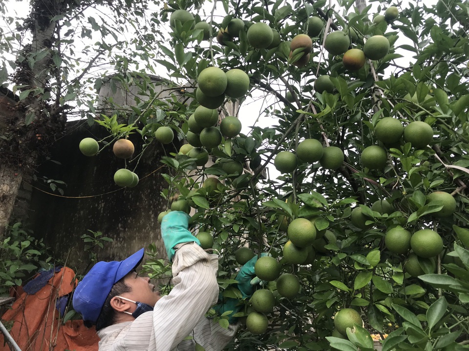Nuốt nước mắt nhìn cam đặc sản nức tiếng rụng dần - 1 Nuốt nước mắt nhìn cam đặc sản nức tiếng rụng dần - 1