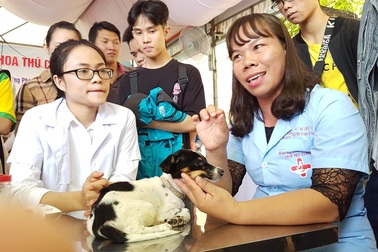 Huế: Tân sinh viên ngành Thú y tò mò xem cách chữa bệnh cho thú cưng