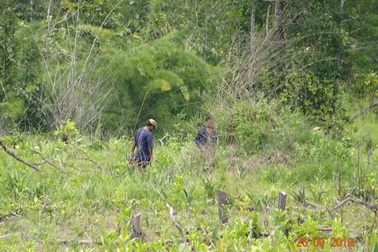 Khởi tố trưởng ban quản lý rừng phòng hộ vì để “mất rừng”