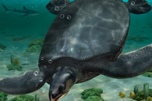 Trục vớt rùa cổ đại khổng lồ to như tê giác, tuyệt chủng 66 triệu năm trước